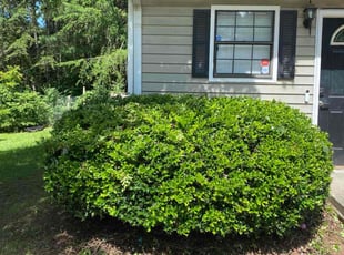 Bush Trimming by Miatece Hodge for KiAndre S. in Austell, GA