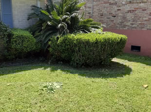 Bush Trimming by Gary Allen for Jayro m. in Terrytown, LA