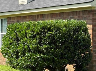 Bush Trimming by Antonio Rhodes for Shanta H. in Grovetown, GA
