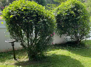 Bush Trimming by Billy Webb for Sonya B. in Charlotte, NC
