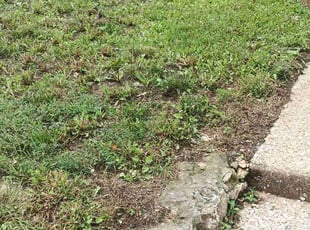 Weeding by Matt Kupzyk for Cassandra P. in Kansas City, KS