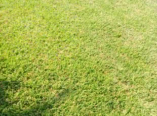 Gerald L.'s Yard Cutting service result