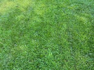 Sara R.'s Lawn Mowing service result
