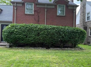 Bush Trimming by Matt Lacoff for Derrick J. in Toledo, OH
