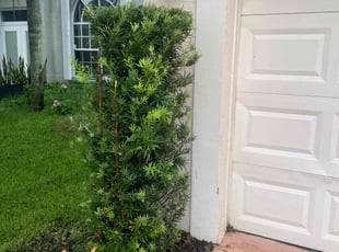 Bush Trimming by Charles Walton for Zan R. in Boynton Beach, FL