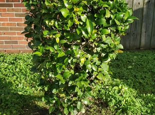 Bush Trimming by Danielle Patterson for Joe W. in Norfolk, VA