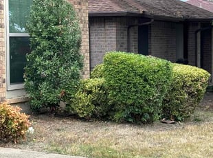 Bush Trimming by Osmin Salvador for Keawana M. in Mesquite, TX