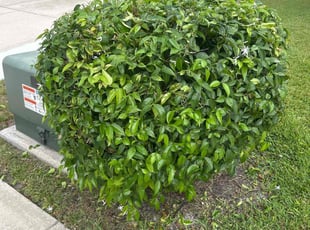 Bush Trimming by Ramon Taguja for Aida V. in Riverview, FL