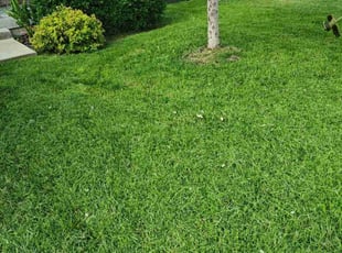Abigail R.'s Lawn Mowing service result