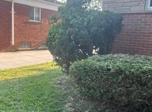 Kanan T.'s Bush Trimming service result
