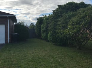 Bush Trimming by Daniel Midgett for Richard W. in Virginia Beach, VA