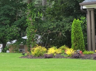 Bush Trimming by Dominique Bedford for Effren B. in Atlanta, GA