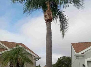 Bush Trimming by Louis Reele for Christine M. in Riverview, FL
