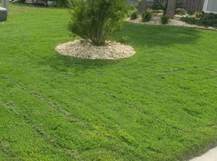 Sharon F.'s Lawn Mowing Service service result