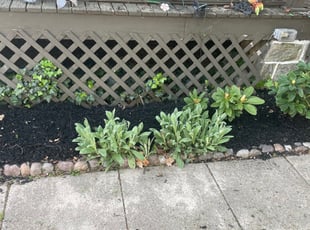 Weeding by DeHaven Pollard for Peggy B. in East Lansdowne, PA