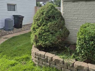 Bush Trimming by Anthony Wagner for Lina B. in Florissant, MO