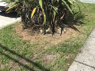 Bush Trimming by Charles Walton for Katlyn L. in Boynton Beach, FL