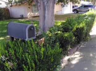 Bush Trimming by Jamie Venegas for Patrice C. in Sacramento, CA