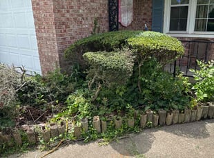 Bush Trimming by Steven Moreira for Rebecca W. in Virginia Beach, VA