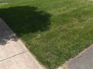Joi B.'s Lawn Care service result