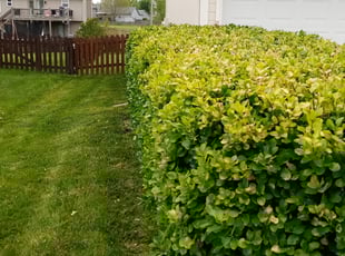 Cleanups by Jeffery Hartupee for Faith C. in Kansas City, MO