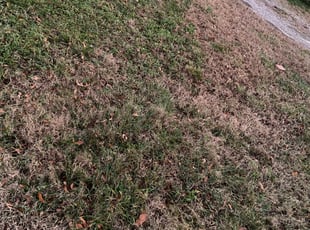 Leaf Removal by EV Jenkins-Benavides for Liz K. in Richmond, VA
