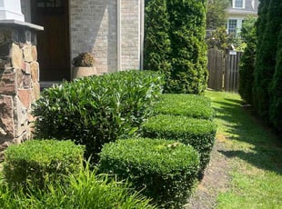 Bush Trimming by Saul Lara for Nada R. in Bethesda, MD