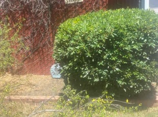 Chris C.'s Bush Trimming service result