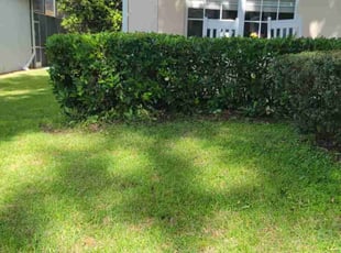 Bush Trimming by Carlos Martinez for Steve Y. in Davenport, FL