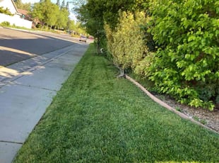 Bianca D.'s Lawn Maintenance service result