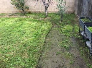 Leaf Removal by Johnie Parker for Kc Y. in Fresno, CA
