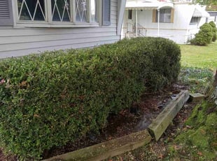 Bush Trimming by Tefel Rivera for Rose Ann H. in Olmsted Township, OH