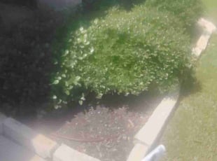 Weeding by Jose Martinez for Michael P. in Fort Worth, TX