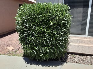 Bush Trimming by Gideon Cook for Kay M. in Phoenix, AZ