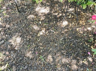 Weeding by Rose Valle for Linda P. in Woodbridge, VA