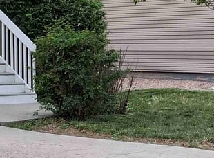 Bush Trimming by Joseph Felicetty for Carl E. in Fountain, CO