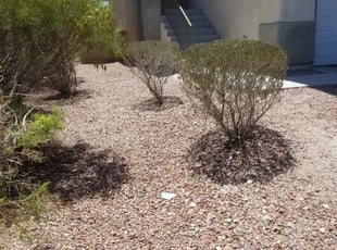 Weeding by Leland Floyd for Jackie W. in Las Vegas, NV