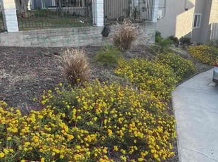Weeding by Nicholas Poulsen for Barbara S. in Spring Valley, CA