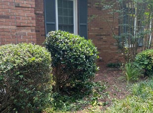 Bush Trimming by Sam Burris for Jeff B. in Harrisburg, NC