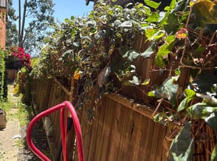Bush Trimming by Maria Almendra for Alana S. in Berkeley, CA