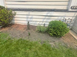 Weeding by Egbert Bickley for Frankie U. in Buffalo, NY