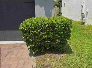 Bush Trimming by Aneudy Roldan for SARGE S. in Oviedo, FL