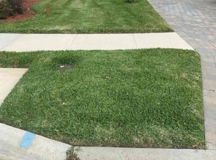 Colleen w.'s Lawn Mowing service result