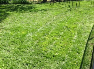 Eloise R.'s Lawn Mowing service result