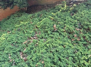 Weeding by Luiz Gosling De Oliveira for Raymond H. in Rockville, MD