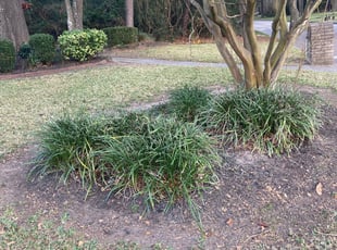 Leaf Removal by Joseph Armendariz for Troy S. in Humble, TX