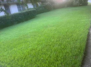 Firuza I.'s Lawn Care service result