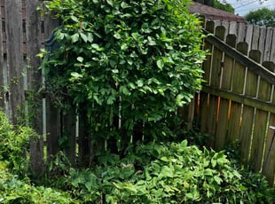 Bush Trimming by Daniel Bunch for Michael S. in Hilliard, OH