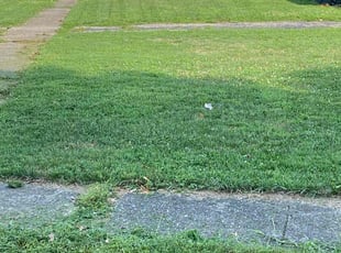 Bush Trimming by Javante Davis for Danielle R. in Lexington, KY