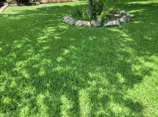 Camille C.'s Lawn Care service result